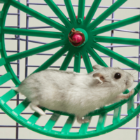 暗闇で回し車を走るハムスター そっと電気をつけてみると⇒見せた“意外な表情”にほっこり 画像