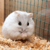 実家で飼うハムスター 巣箱にコーンチップ入れると…→ハムスターの”まさかの行動”に「そんなに!」「家族全員大笑い」 画像