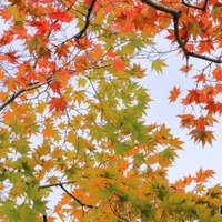 【中学受験】今週末行ける首都圏中高一貫「学校見学」11/22-24…豊島岡女子、青山学院横浜英和など 画像