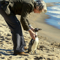 女性の気を惹くためだけに助けたペンギンに懐かれる…『ペンギン・レッスン』本編映像初公開 画像