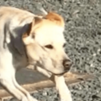 甘えん坊なラブラドール。庭でボール遊びをすると⇒まさかの豹変に「うっそぉ」「家族で大笑い」 画像