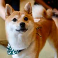 リビングで…3歳の柴犬が警戒態勢に！？視線の先を見ると⇒「思わず吹き出した」 画像