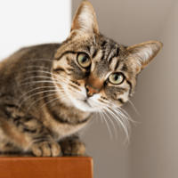 テレビの料理番組が好きな猫　大好きな食材が映ると…⇒まさかの興奮状態に「思わず笑った」 画像