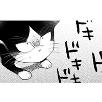 【猫視点】この家は全部私の場所なんだから！ 戦ってると、人間が泣いてる？怖かったのね…【同居人はひざ、時々、頭のうえ。 #41】 画像