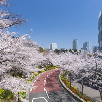 東京ミッドタウンで春の到来を祝う期間限定イベント、夜桜ライトアップや美食を堪能 画像
