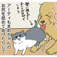 わが家に加わった生後10日くらいの仔猫は女の子。愛犬もせっせと子育てのお手伝い【おさんぽですし！　おしゃべり犬とイライラ猫の日記 #19】 画像