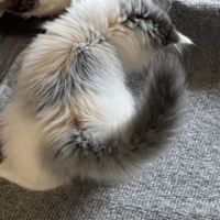 家の中が冷えていた日　寝室の床に違和感…⇒愛猫の行動に「賢い」「思わず笑った」 画像