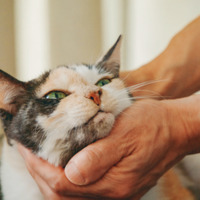 誰にも邪魔されない至福の時間！ 飼い主に優しくナデナデされて溶ける看板猫・ミケちゃん【続 ミケちゃんとやすらぎさん #２】 画像