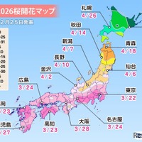 桜開花予想、東京3/22…つぼみ調査で西日本は「先が黄色に」 画像