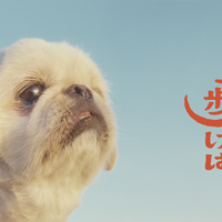 フォワー18万人超えの人気犬が前野朋哉と共演、短編映画『犬も歩けば』YouTubeにて公開 画像