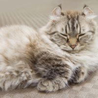 7キロの愛猫を連れて行くと…おばあさんの“可愛すぎる勘違い”に⇒「大笑い」「一緒に頑張ろうね」 画像