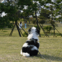 ボロボロで震えていた子犬を保護⇒1年後、わが家に帰宅した瞬間…“見違える姿”に「本当に幸せそう」 画像