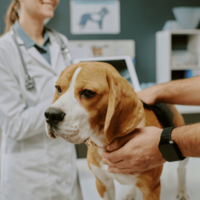 診察台を拒否する愛犬　獣医の“まさかの最終手段”に⇒豹変し「え！」「先生に感謝」 画像