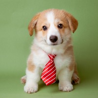 嫌いな上司の前では「子犬になる」のが正解⁉ 総資産「数百億円」を築いた実業家が実践した「苦手な人との関わり方」 画像