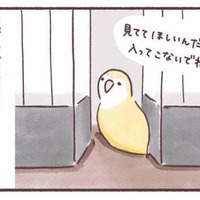「入ってこないで！」でも「見てて！」狭いところが好きなインコのかわいい本音【うちのインコたちは今日もおしゃべり #５】 画像