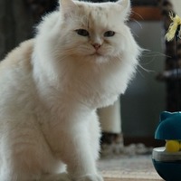 カタールの保護猫たちを大移送『猫たちと7000マイルの旅』監督インタビュー　入場者特典＆Tシャツ販売も決定 画像