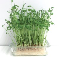 野菜なのにたんぱく質が豊富⁉「豆苗」の栄養、実はすごかった！医師が健康メリットを解説 画像