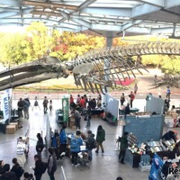 「大阪自然史フェスティバル」11/14-15、大阪市立自然史博物館 画像