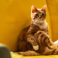 オーディションで選ばれた猫・エヨンのキュートな姿捉える『世界で最後の愛しい娘！』場面写真＆メイキング写真 画像
