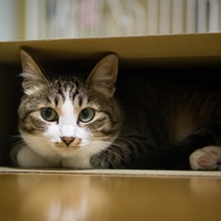 箱から子猫が何匹も…ぎゅうぎゅうになりながら出てくる姿が可愛い！ 画像