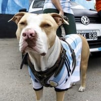 ピッチに乱入した犬、シュートを止めて話題に 画像