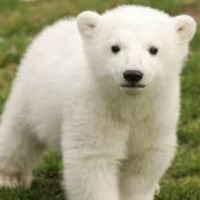 かわいい北極グマの赤ちゃん、名前がなんとサッカーチームになる! 画像
