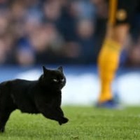 猫vs元フランス代表!世界がザワついた仰天シーンがこれ 画像