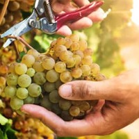 美味しく飲んで環境保全!?お酒好きなら知っておきたい“持続可能”なワインの楽しみ方 画像