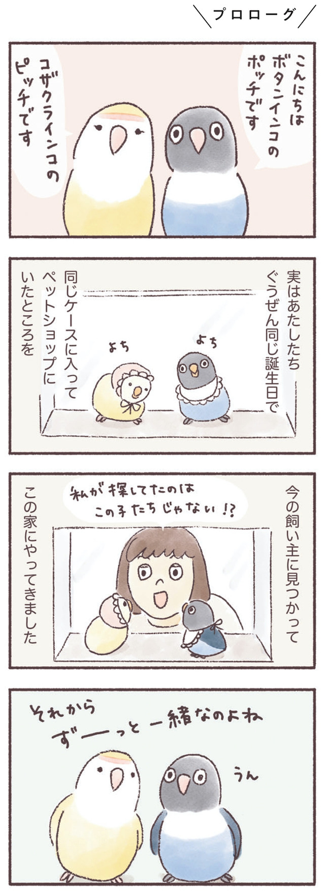 うちのインコたちは今日もおしゃべり