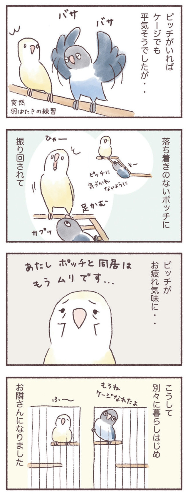 うちのインコたちは今日もおしゃべり