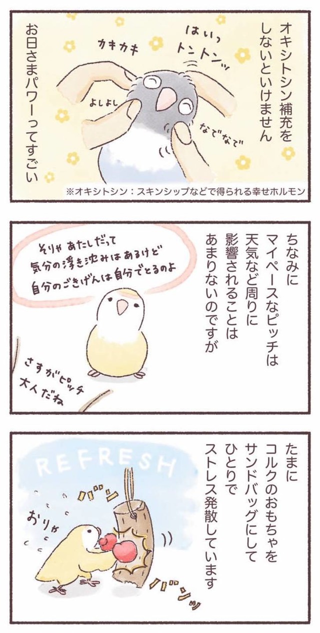 うちのインコたちは今日もおしゃべり