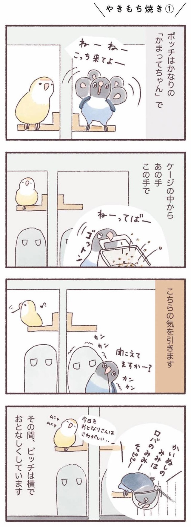 うちのインコたちは今日もおしゃべり