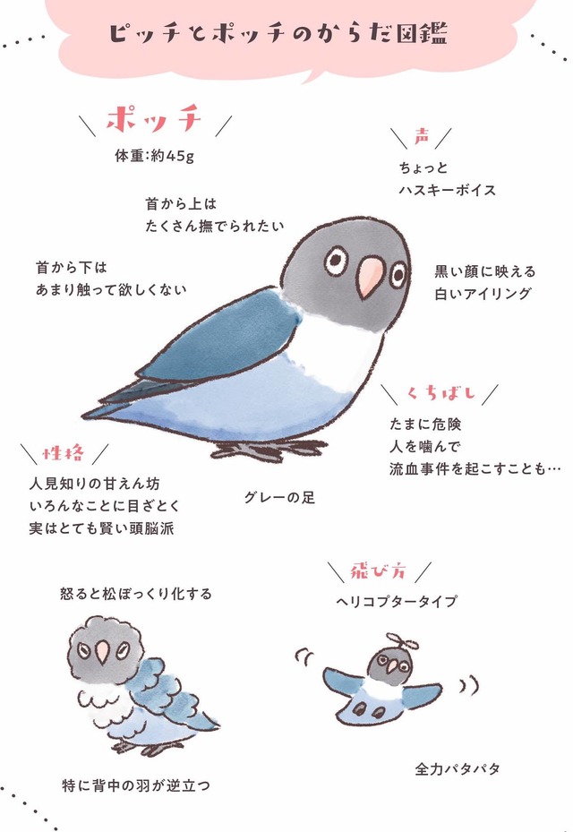 うちのインコたちは今日もおしゃべり