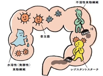 レジスタントスターチの働き